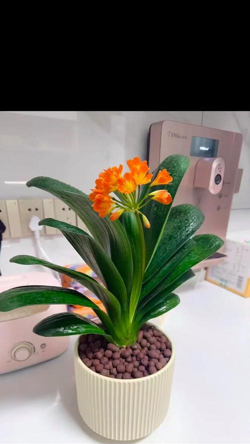 君子兰的爷娘如何养护才能顺利开花？