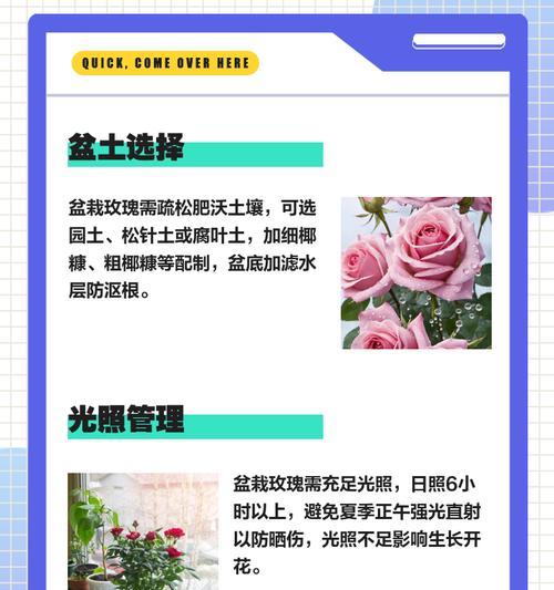 田里野生玫瑰花的养护和管理方法是什么？