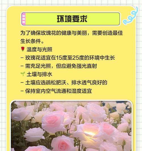田里野生玫瑰花的养护和管理方法是什么？