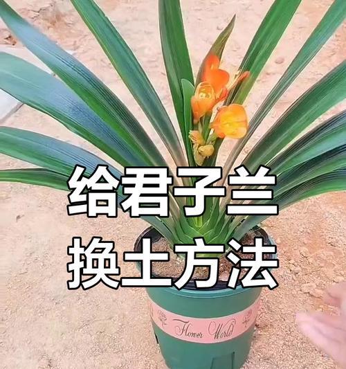 君子兰撅子生根的正确方法是什么？
