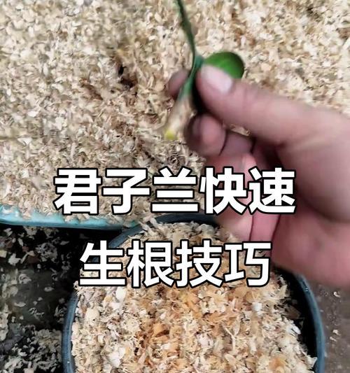 君子兰撅子生根的正确方法是什么？