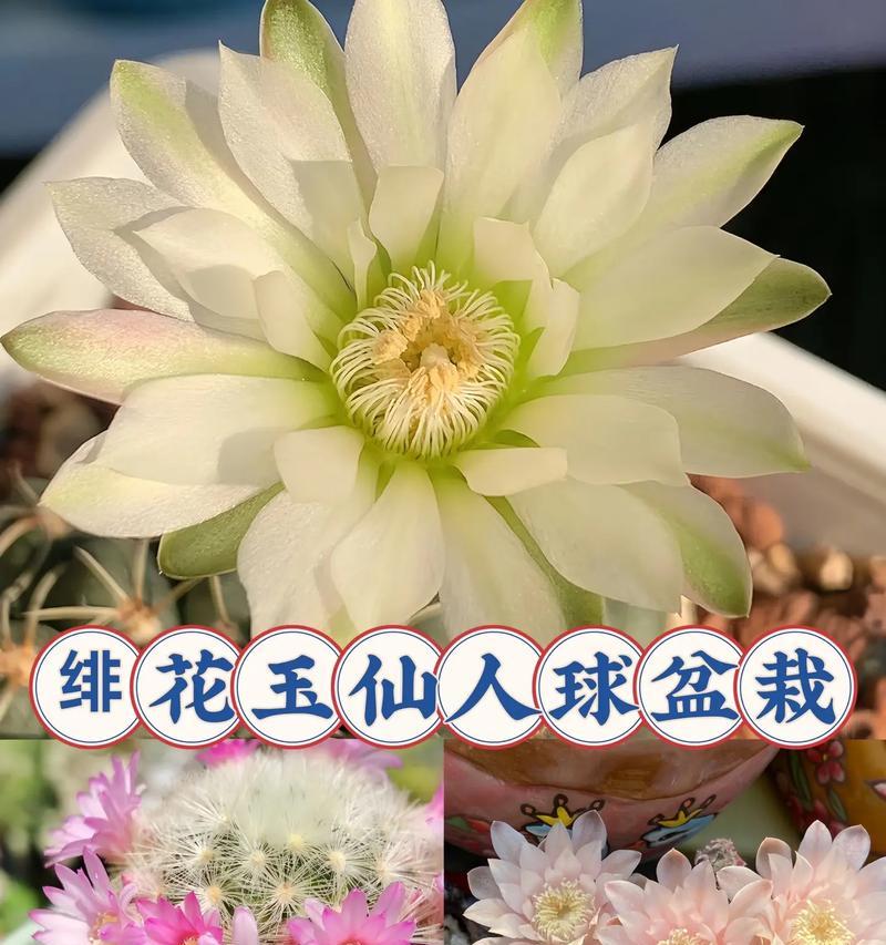 如何选择盆栽让圆盘玉仙人球更美观？