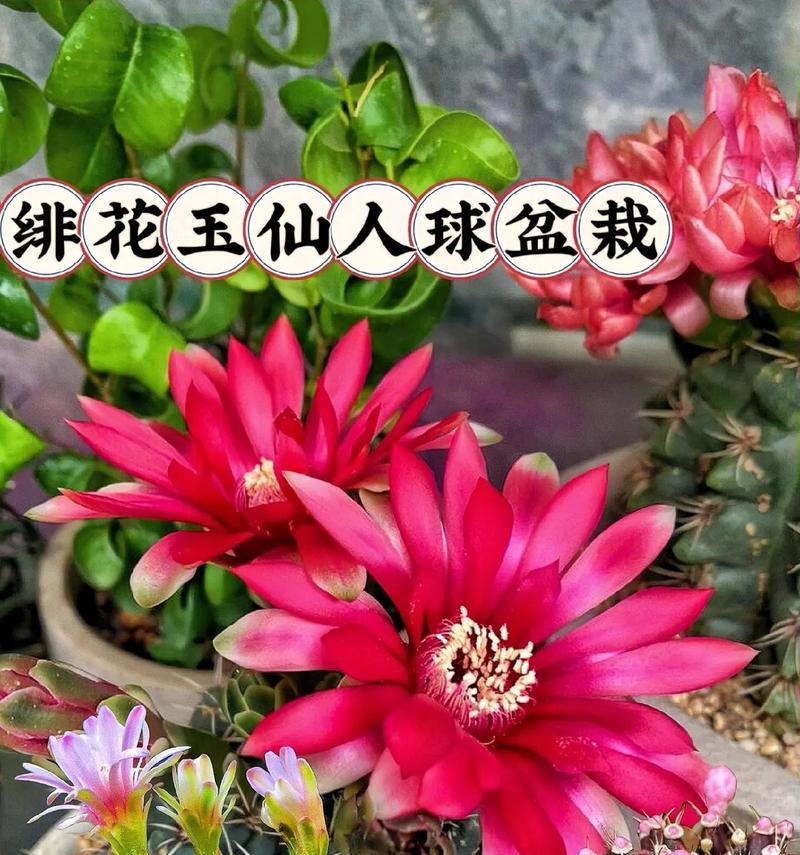 如何选择盆栽让圆盘玉仙人球更美观？