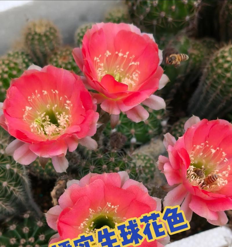 三头彩草仙人球的养殖技巧有哪些？