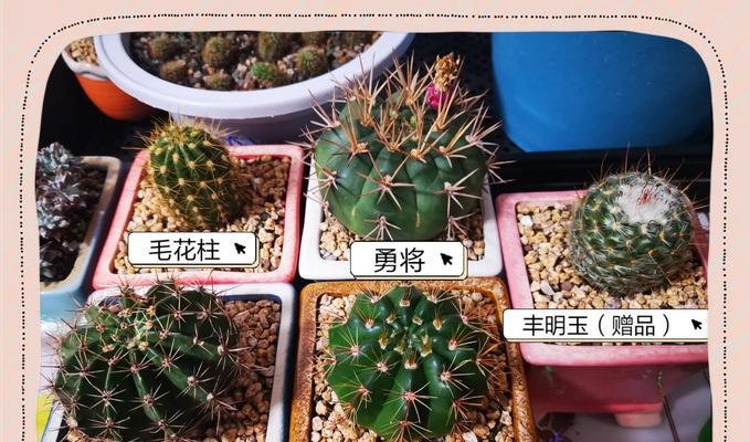 母狮子仙人球的养殖方法是什么？