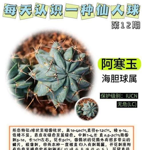 母狮子仙人球的养殖方法是什么？