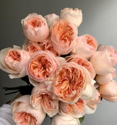 朱丽叶月季的花语有哪些？