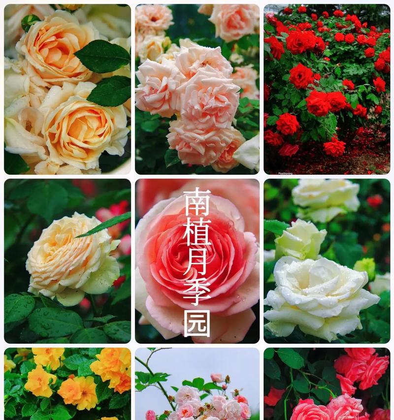 朱丽叶月季的花语有哪些？