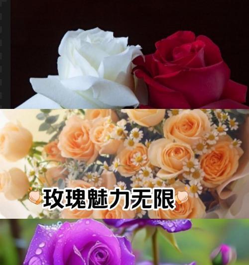 不同颜色玫瑰的花语有哪些简短解释？