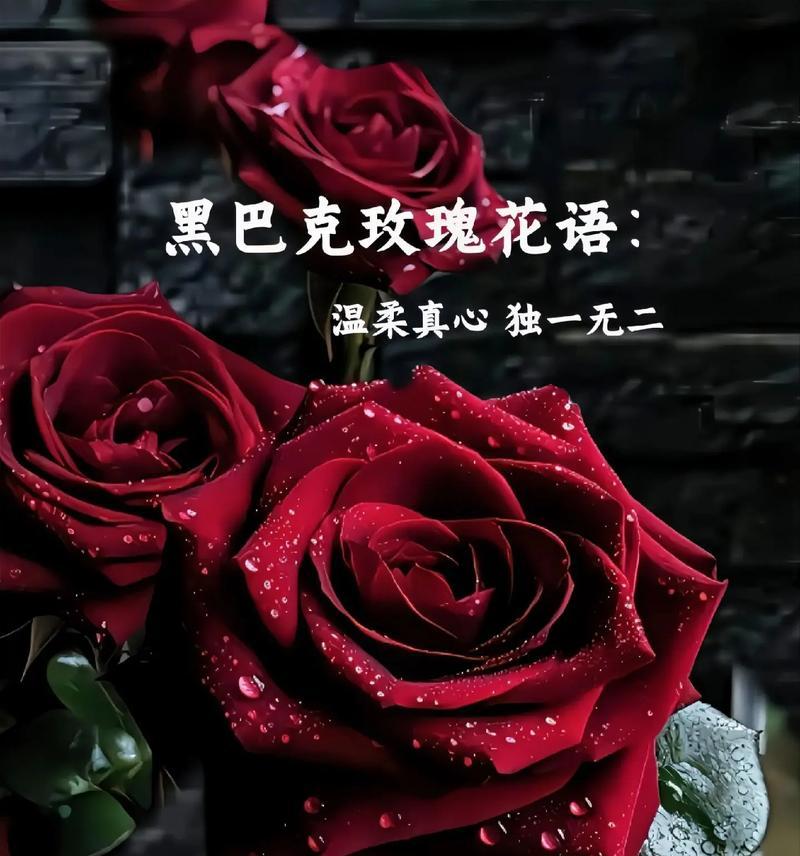 不同颜色玫瑰的花语有哪些简短解释？