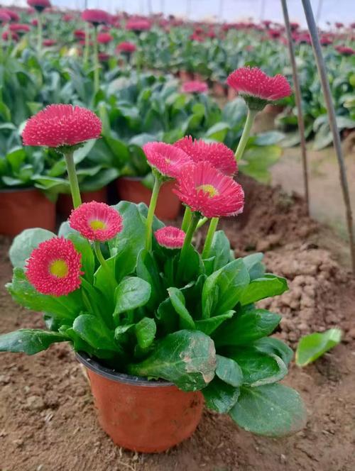 小雏菊不同颜色的花语分别是什么？