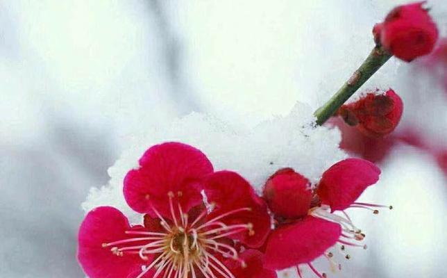 梅花的花语、象征和精神是什么？