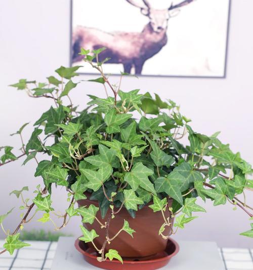 常春藤的花语寓意是什么？