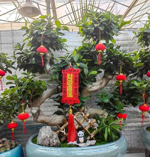 榕树的花语及其文化寓意是什么？