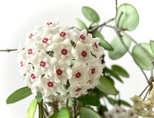 球兰的寓意花语和象征意义是什么？