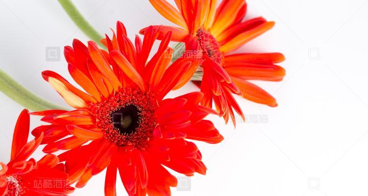 红色菊花的花语有何特别含义？