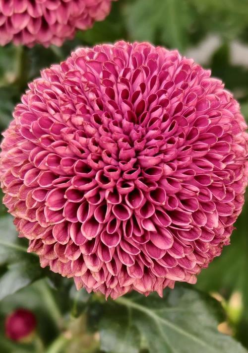红色菊花的花语有何特别含义？