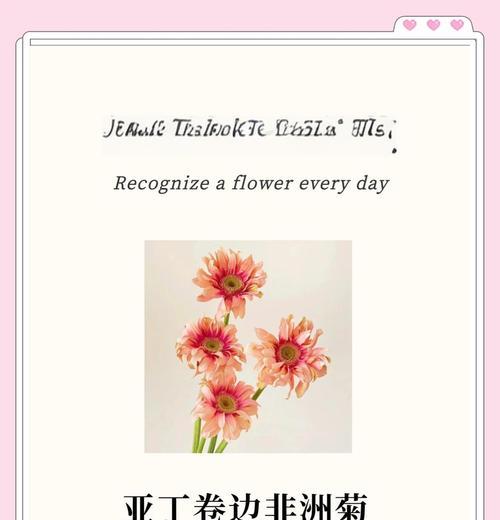 爱丁堡重瓣非洲菊的花语是什么？