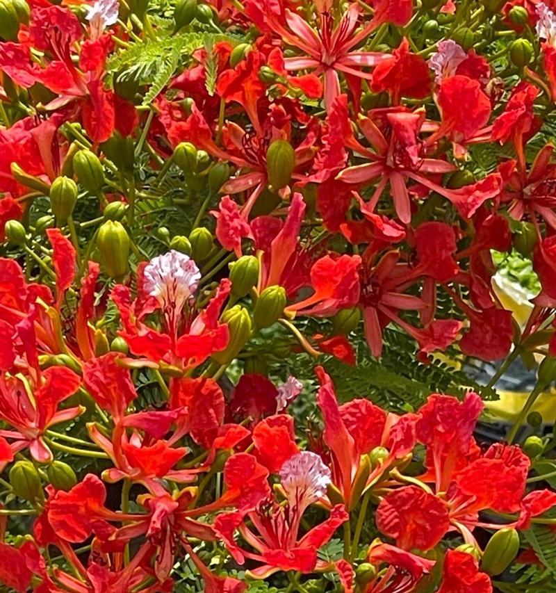 花语大全寓意离别有哪些？