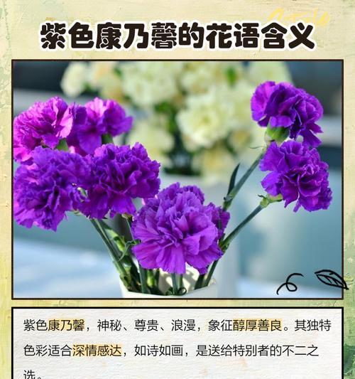 康乃馨花语祝福老师是什么？