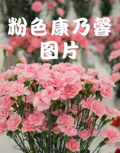 康乃馨花语祝福老师是什么？