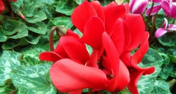 仙客来不同颜色花语有哪些？