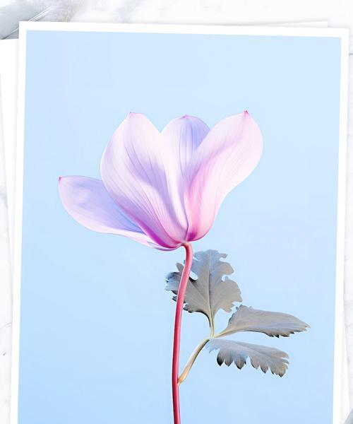 仙客来不同颜色花语有哪些？