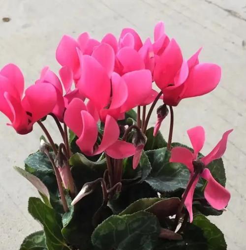 仙客来不同颜色花语有哪些？