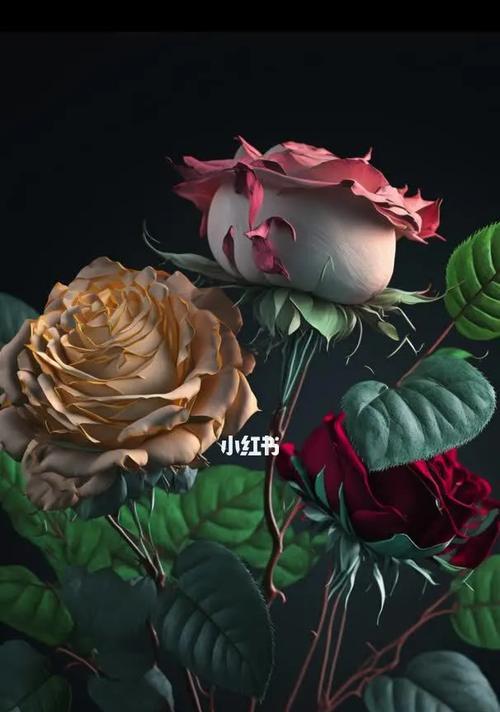 彩色玫瑰的花语有哪些含义？