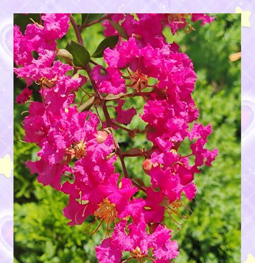紫薇花的花语含义是什么？
