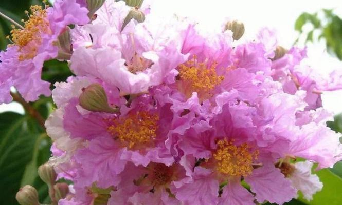 紫薇花的花语含义是什么？