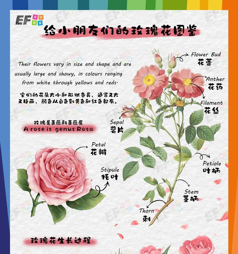 路易十四玫瑰的花语是什么？
