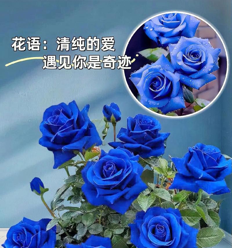 路易十四玫瑰的花语是什么？