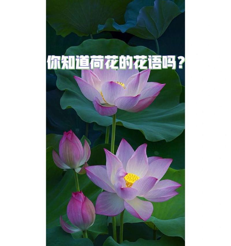 莲花的花语有哪些含义？
