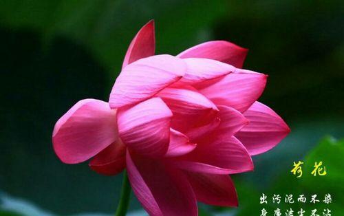 莲花的花语有哪些含义？