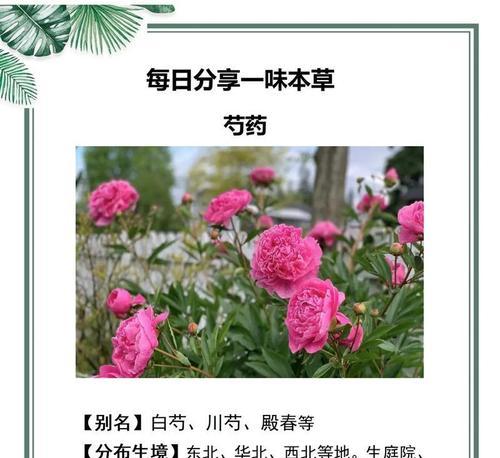 哪些植物的花语与生命相关？
