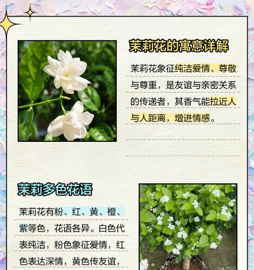 送尊敬的人应该选择哪种花语？