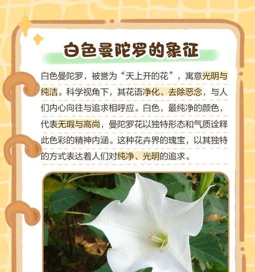 同颜色曼陀罗的花语有何不同？