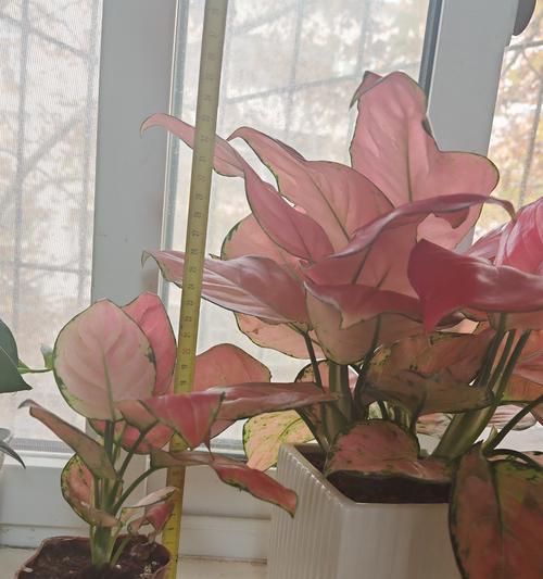 如意皇后花的花语有哪些？