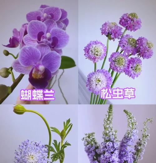 薰衣草不同颜色的花语分别是什么？