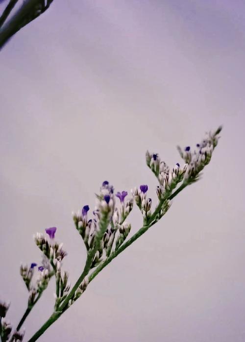 情人草的花语有哪些？它象征着什么？