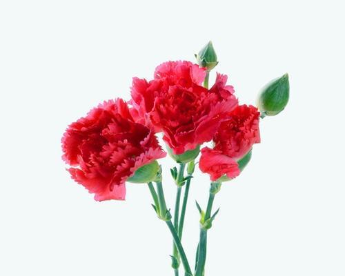 老师收到康乃馨的花语有何特别含义？
