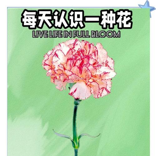 母亲节送康乃馨的花语有何深意？