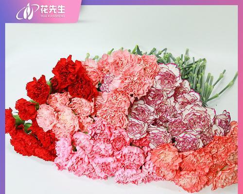 母亲节送康乃馨的花语有何深意？