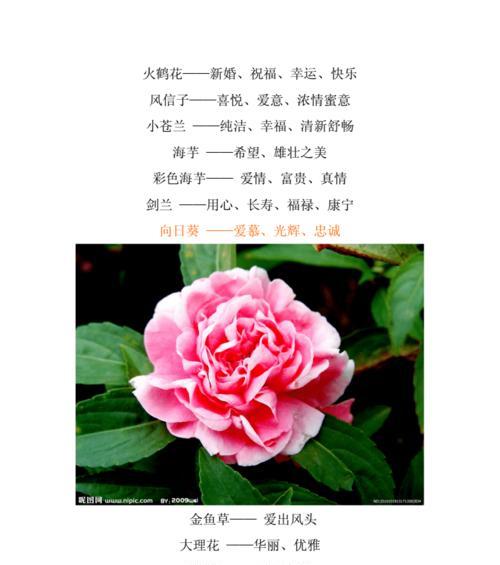 花语大全中寓意希望的花语有哪些？