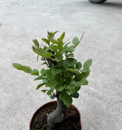 小叶紫檀盆景的花语有何特别之处？