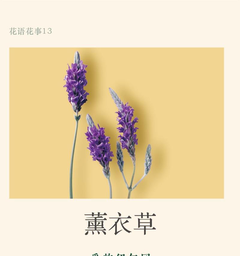 百薰衣草花语是什么？它代表了哪些美好寓意？