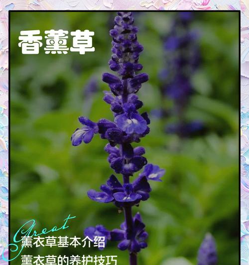 百薰衣草花语是什么？它代表了哪些美好寓意？