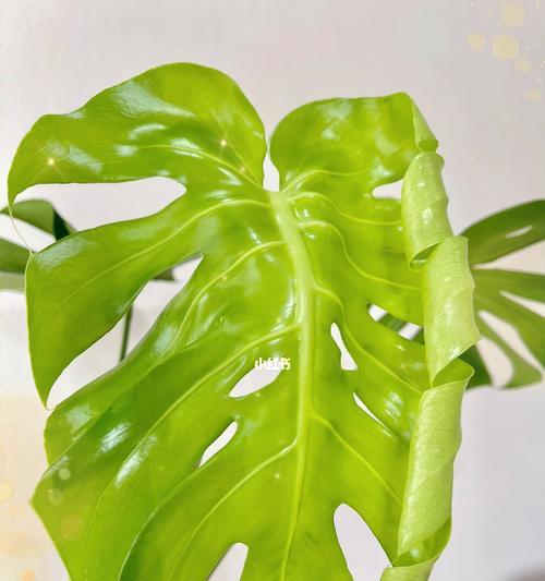 龟背叶花语是什么？几支龟背叶代表的花语更好？
