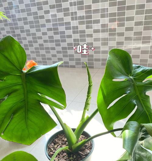 龟背叶花语是什么？几支龟背叶代表的花语更好？